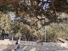 -阳台山自然风景区