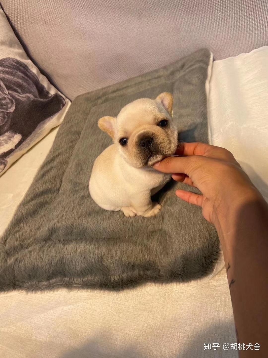 法斗小时候也太可爱了吧