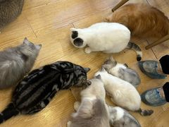 -猫咪派对(江南西店)
