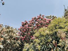 -贵州百里杜鹃风景名胜区