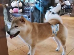 -more than meow吴止猫主题餐厅(承德 中船汇店)