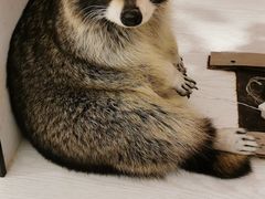 -浣熊柯尔鸭土拨鼠·电玩咖