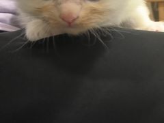 -楼上猫咖(罗湖店)