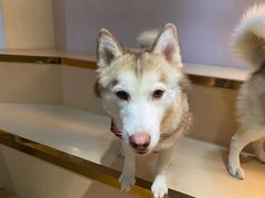 -Husky Go! 哈士奇体验馆·宠物咖啡厅狗咖