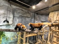 -Zoolung Zoolung动物主题公园(海信广场店)