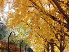 -三里屯东五街银杏大道