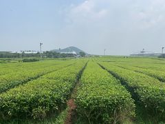 -雪绿茶博物馆