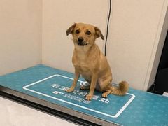 -安安宠医宠物医院·异宠·犬猫内科(岳阳分院)