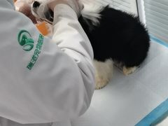 -瑞派福兴宠物医院犬猫全科·骨科·中西医结合(河东店)