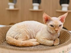 -COLOR PETS 撸猫馆·购猫·猫咖(长风大悦城店)