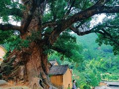 -杨家堂村