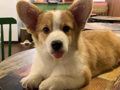 -柯斗斗主题餐厅·狗咖·围炉煮茶·茶饮(国瑞升平里店)