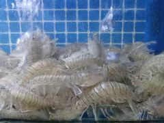 -叶姐海鲜(棋子湾店)