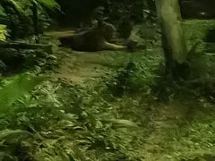 -夜间野生动物园