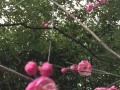 -新湖明珠城