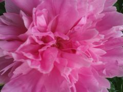 -宋柏树北京果木烤鸭(安东卫店)