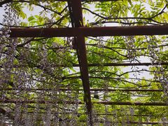 -嘉定紫藤园