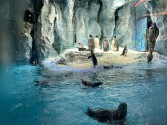 -帝企鹅自助餐厅•儿童岛•真企鹅(长隆企鹅酒店)