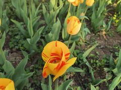 -石家庄市植物园