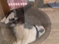 -藏猫猫咖啡主题馆(中央大道店)