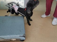 -瑞派·关忠动物医院·猫专科·犬专科(三环新城店)