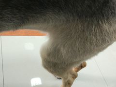 -骐奇宠物诊疗中心(南亭公路店)