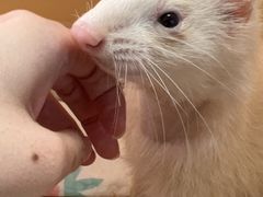 -爱侣宠医·鹦鹉专科·小型哺乳类·异宠专科(灵石路店)