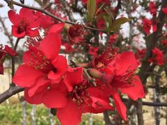 -武汉紫薇都市田园