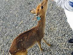 -鹿境梅花鹿生态园区
