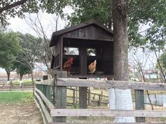 -田园东方蜜桃村的田野营地