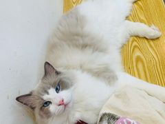 -Heymao猫咖.咖啡厅(东门店)