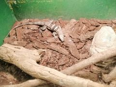 -上海大自然野生昆虫馆(东方明珠·爬宠昆虫探索中心)