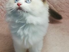 -十年猫舍·猫咪专门店(普陀店)
