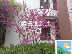 -上海醉白池公园