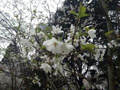 -武汉大学-樱园