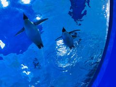 -上海海昌海洋公园