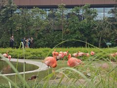 -新加坡飞禽公园
