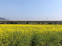 -光明小镇欢乐田园