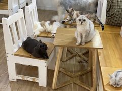 -李小姐の猫咖啡馆(五角场店)