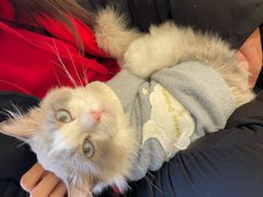 -猫色咖啡·猫咖