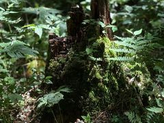 -五营红松林海景区