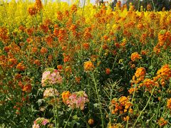 -中国天府农业博览园