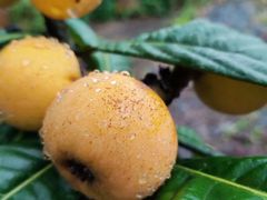 -东山风景区(洞庭东山)