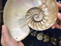 -青岛贝壳博物馆