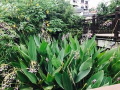 -石塘人家