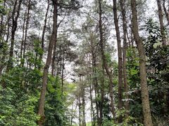 -铁山坪森林公园