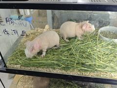 -花鸟鱼虫鲜花绿植市场(玉泉路店)