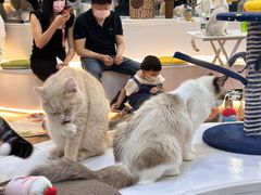 -COLOR PETS 撸猫馆·购猫·猫咖(长风大悦城店)
