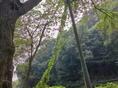 -龙井壹号·茶缘山景宴(龙井村店)