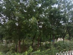 -黄村公园